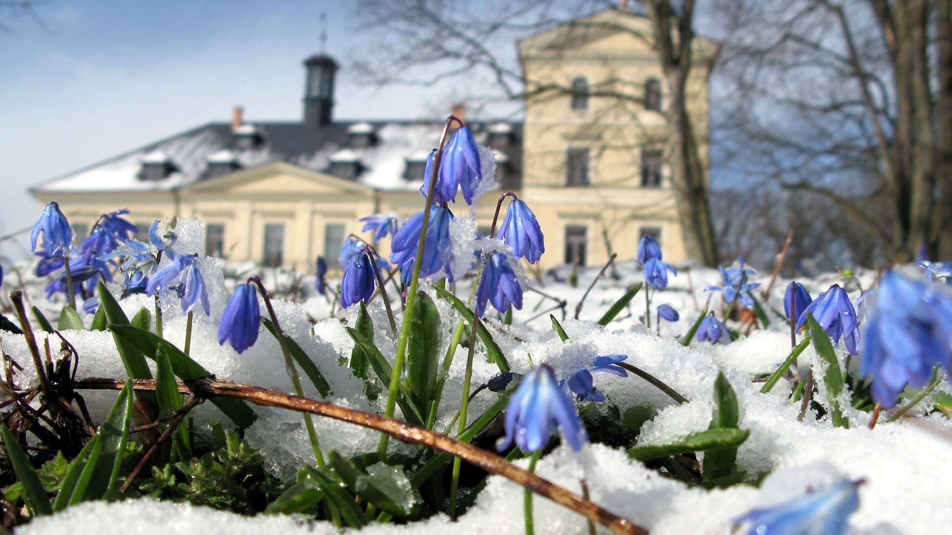 Campanillas azules en el Chateau Mcely en primavera