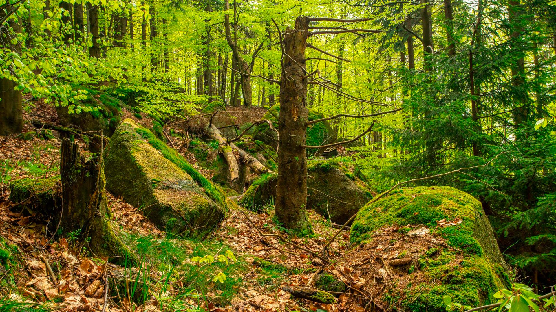 bosque jizerske hory
