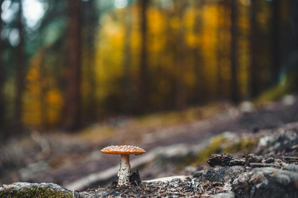 Single orange mushroom with a speckled cap growing from mossy soil on a forest floor, with a blurred autumnal trees background.