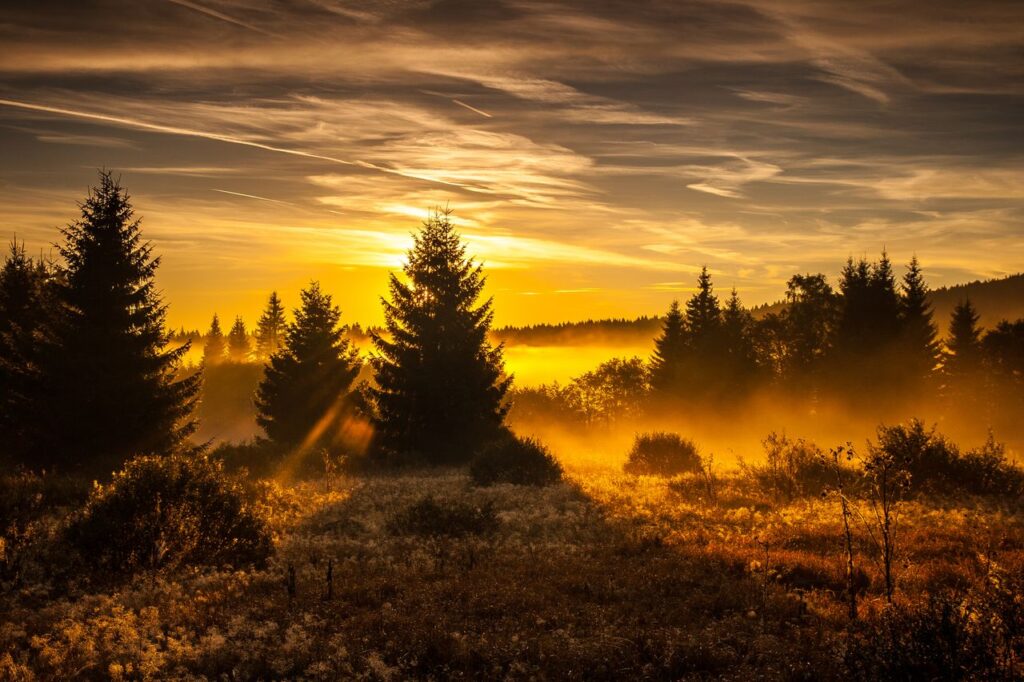 Sunrise over a misty forest with silhouettes of evergreen trees and warm golden light.