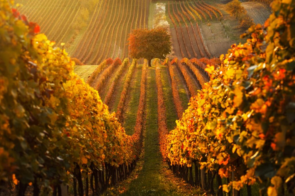 Viñedos en otoño en Moravia del Sur
